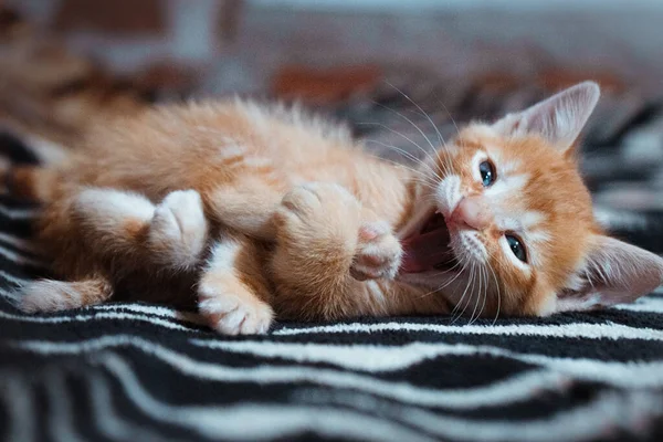 Portrait Cute Cat Blue Eyes Lying Blanket Open Mouth Blurred — Stock Photo, Image