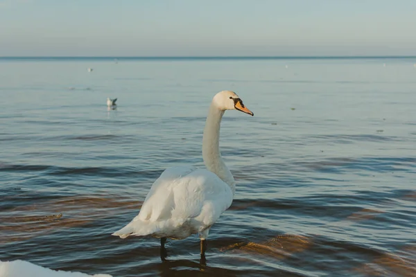 ラトビアのジュルマラの湖で白鳥の美しい景色 — ストック写真