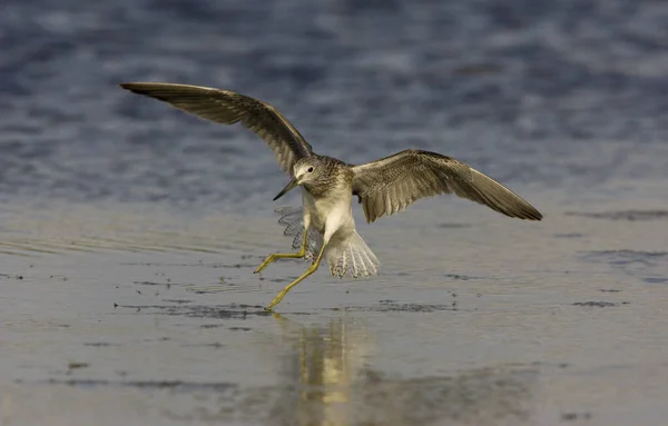 Una Hermosa Foto Pájaro Patas Amarillas Aterrizando Una Playa Atardecer — Foto de Stock