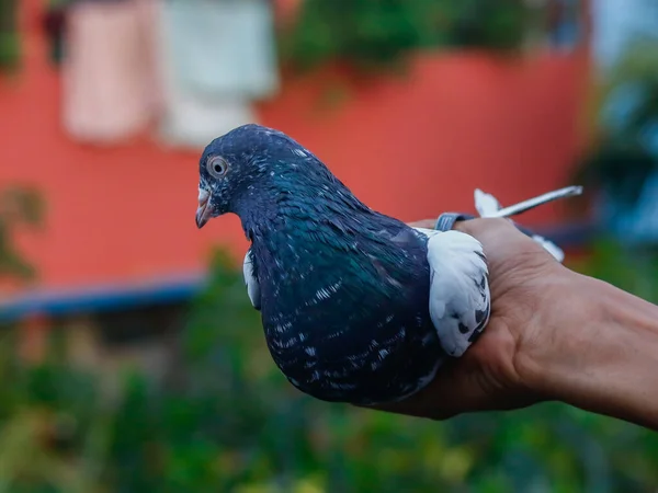 Primer Plano Una Persona Sosteniendo Una Linda Paloma —  Fotos de Stock