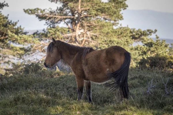 Liten Galicisk Vildhäst Ett Fält — Stockfoto