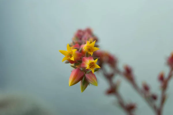 Eine Selektive Fokusaufnahme Farbenfroher Blühender Echeveria Blumen — Stockfoto