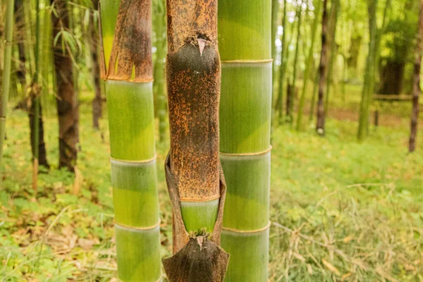 Крупним Планом Товсті Зелені Бамбукові Стебла — стокове фото