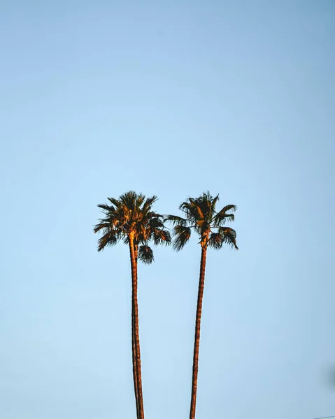 Een Bezichtiging Van Drie Palmbomen Tegen Een Heldere Blauwe Lucht — Stockfoto