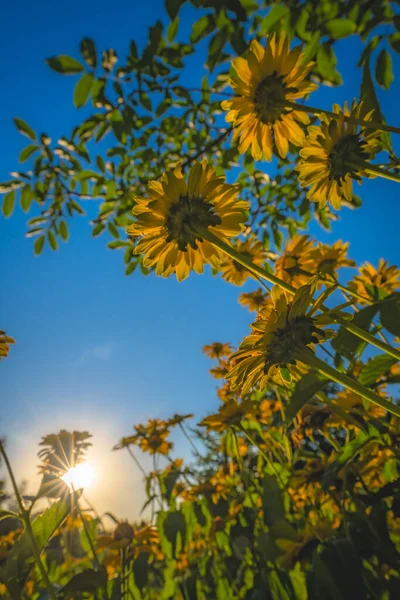 Vertical Low Angle Shot Yellow Flowers Sky Sunset — Stock Photo, Image