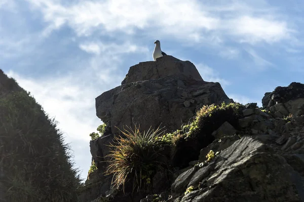 Eine Flache Aufnahme Einer Möwe Auf Einem Felsen — Stockfoto
