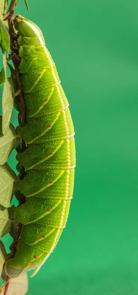 Макрознімок Зеленої Гусениці Листі Зеленому Тлі — стокове фото