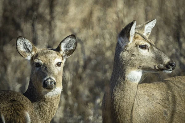 Veado Assistir Enquanto Pastando Dia Ensolarado Inverno Par Alerta Whitetail — Fotografia de Stock