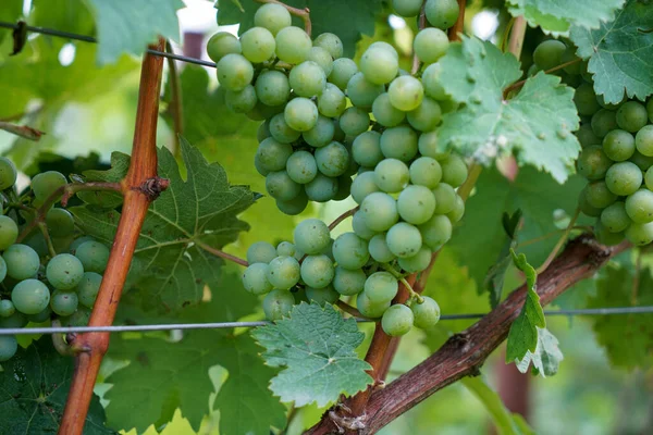 Zbliżenie Zielonych Winogron Wiszących Winorośli — Zdjęcie stockowe