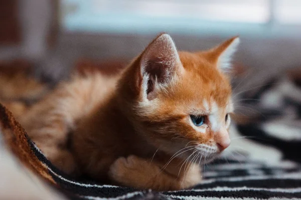 在模糊的背景上 一只可爱的橙色猫躺在黑白毛毯上的选择性照片 — 图库照片