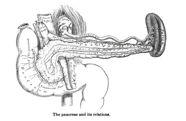 Teckning Från Anatomi Lärobok Från 1800 Talet Som Förklarar Bukspottkörtelns — Stockfoto