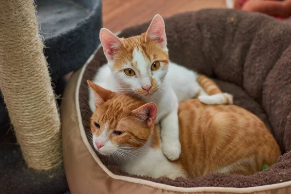两只白猫和生姜猫在猫床上休息 — 图库照片