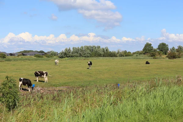 ペルワームの谷で牛の放牧 — ストック写真