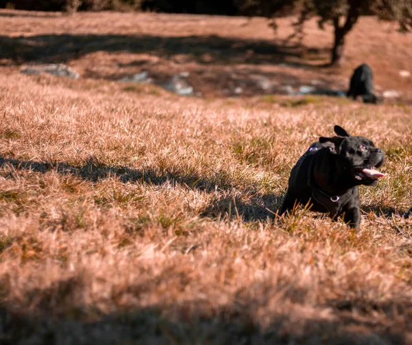 Una Vista Caña Corso Cachorro Jugando Hierba Bajo Luz Del — Foto de Stock