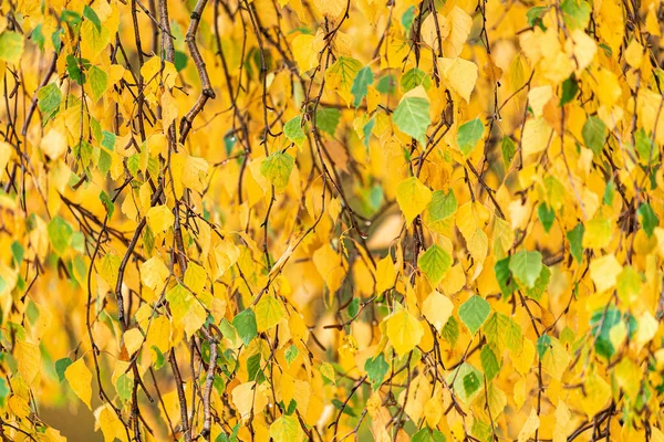 Close Galhos Árvores Com Folhagem Outonal Colorida Pode Ser Usado — Fotografia de Stock