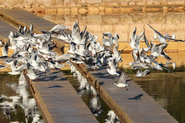 Masowe Starty Niezrównoważonych Zimujących Mew Czarnogłowych Chroicocephalus Ridibundus Solniczki Rezerwacie — Zdjęcie stockowe