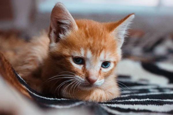 어두운 배경에 담요에 스러운 오렌지색 고양이의 선택적 — 스톡 사진