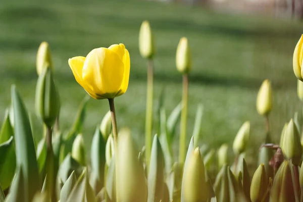Крупним Планом Знімок Милих Тюльпанів Під Сонячним Світлом — стокове фото