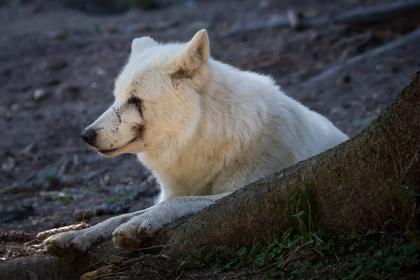 Una Hermosa Toma Lobo Polar Blanco Del Ártico Sentado Cerca —  Fotos de Stock