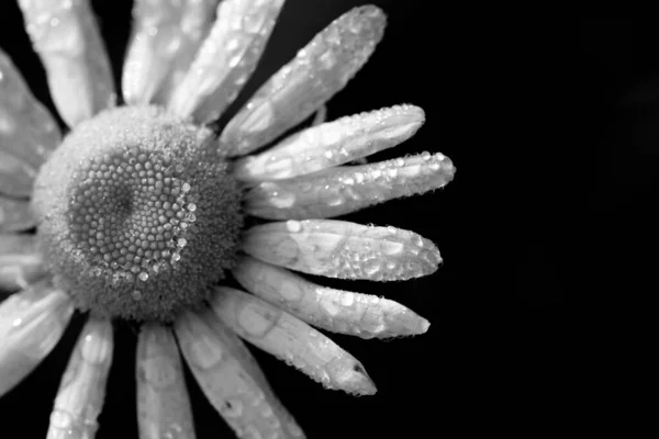 Closeup Grayscale Shot Daisy Flower Covered Dewdrops Black Background — Stock Photo, Image