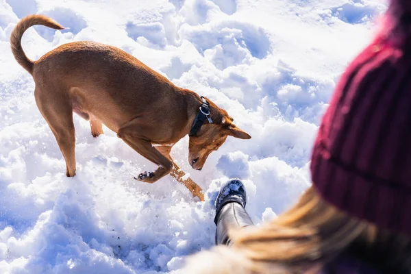 Tiro Ángulo Alto Perro Jugando Nieve Con Propia — Foto de Stock