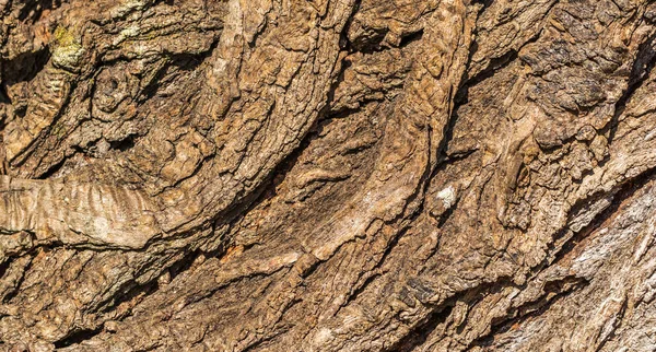 Closeup Shot Pattern Tree Trunk Sunny Day — Stock Photo, Image