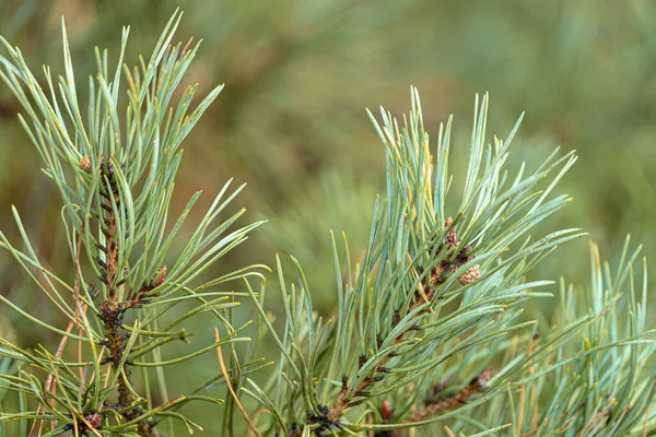 Primo Piano Ramoscello Pino Con Foglie Ago Sfondo Sfocato — Foto Stock