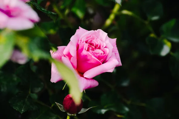 选择性焦点 巴塞罗那市背景中的粉色玫瑰和它的叶子 以及美丽的花园 — 图库照片