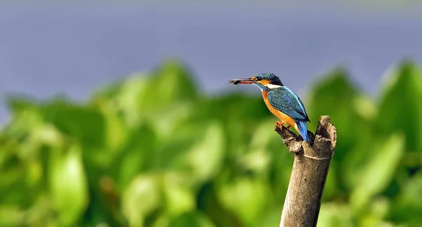 Belo Tiro Pássaro Pescador Comum Empoleirado Poste Madeira — Fotografia de Stock