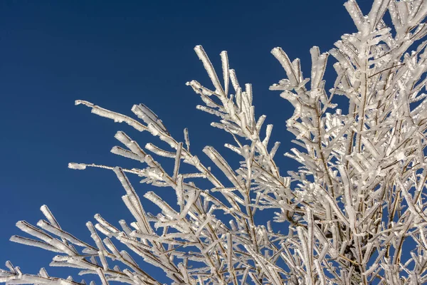 Närbild Ett Frostigt Träd Auvergne Vulkaner Regional Natural Park Frankrike — Stockfoto