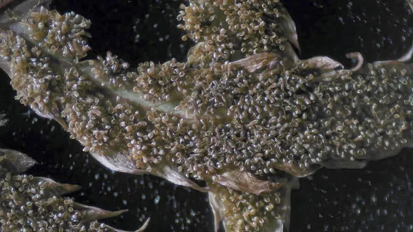 Ein Mikroskopischer Blick Auf Farnsporen — Stockfoto