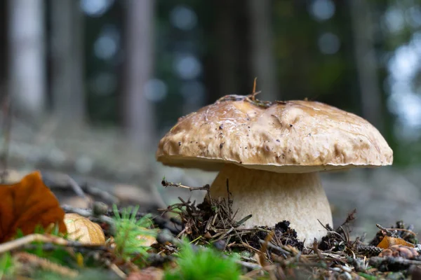 Beautiful Big Eatable Oak Mushroom Growing Fall Autumn Beautiful Forest — стоковое фото