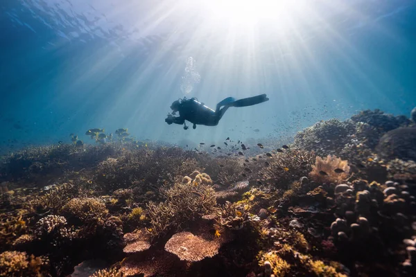 Una Vista Fascinante Una Hembra Buceadora Nadando Bajo Agua — Foto de Stock