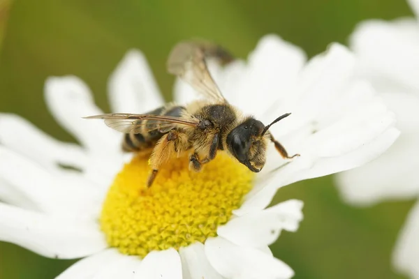 Makró Egy Andrena Flavipes Méh Gyűjtése Pollen — Stock Fotó