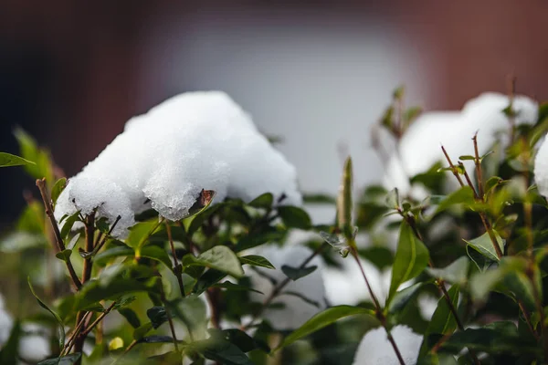 Eine Nahaufnahme Von Büschen Schnee Unter Dem Sonnenlicht Mit Verschwommenem — Stockfoto