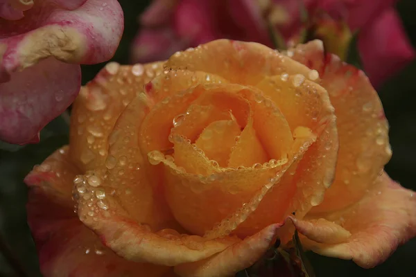 Closeup Yellow Rose Droplets Dew Seattle — Stock Photo, Image
