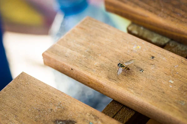 Gros Plan Une Petite Abeille Assise Sur Une Chaise Bois — Photo