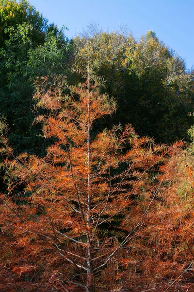 Disparo Vertical Árbol Rojo Naranja Bosque —  Fotos de Stock