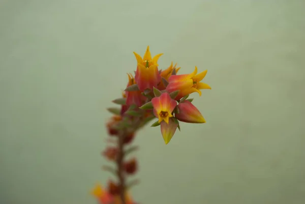 Eine Selektive Fokusaufnahme Farbenfroher Blühender Echeveria Blumen — Stockfoto