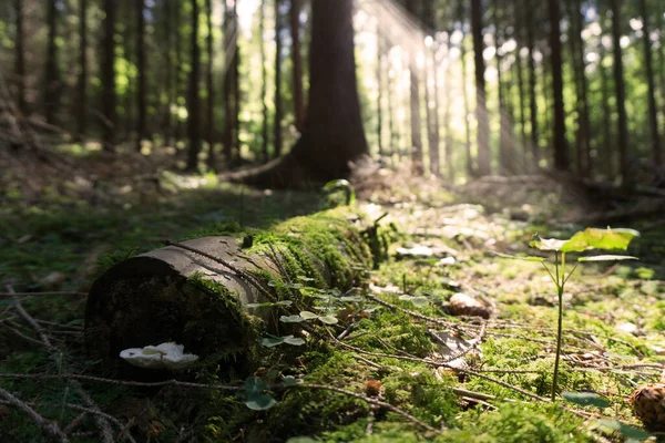 Волшебный Миролюбивый Зеленый Лес Солнечным Сиянием Через Ветви Деревьев Европе — стоковое фото