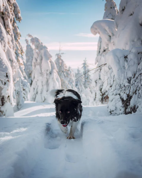 Uma Paisagem Inverno Collie Fronteira Andando Neve — Fotografia de Stock