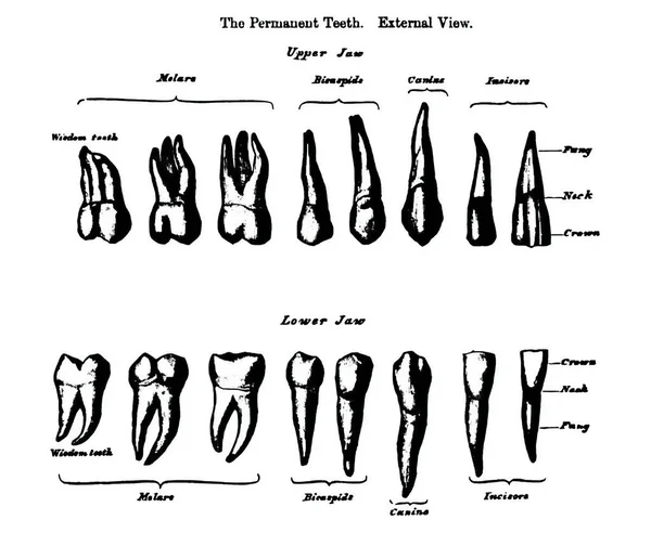 Ілюстрація Зовнішнього Вигляду Двох Рядів Постійних Зубів Підручник Анатомії Xix — стокове фото