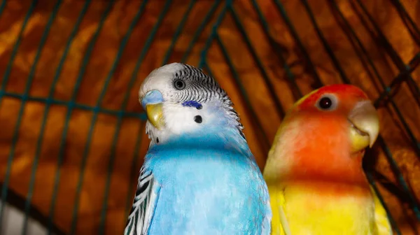 Dois Pássaros Gaiola Coloridos Brincando Uns Com Outros — Fotografia de Stock