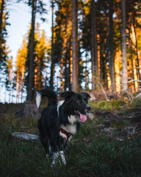 Egy Vertiacal Felvétel Határ Collie Kutya Séta Zöld Erdőben — Stock Fotó