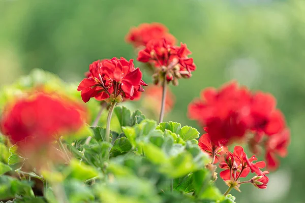 Detailní Záběr Krásné Červené Muškát Květiny Květu — Stock fotografie