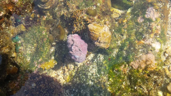 Fauna Selvatica Nella Barriera Corallina Watu Karung Beach Giava Orientale — Foto Stock