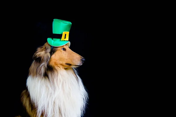 一个粗糙的科利犬的肖像 头戴圣帕里克的天顶帽子 — 图库照片