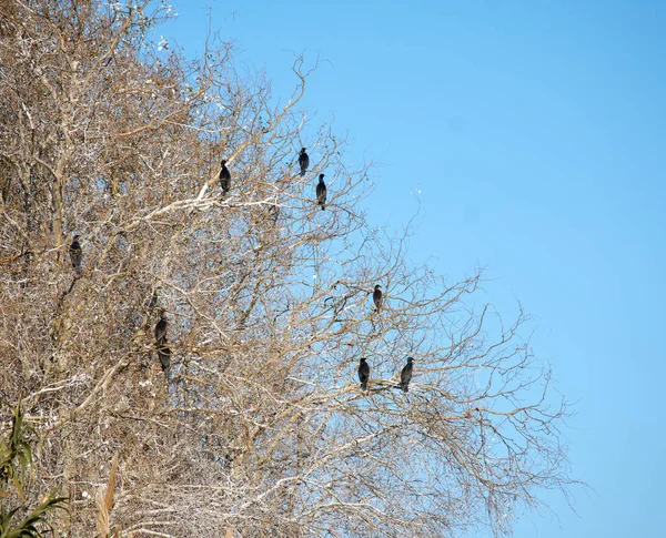 Close Pássaros Corvos Empoleirados Uma Árvore Sem Folhas — Fotografia de Stock