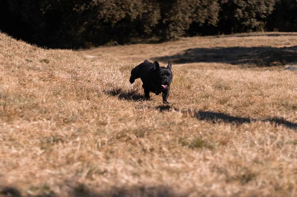 Güneş Işığının Altında Çimlerin Üzerinde Koşan Corso Köpeğinin Manzarası — Stok fotoğraf