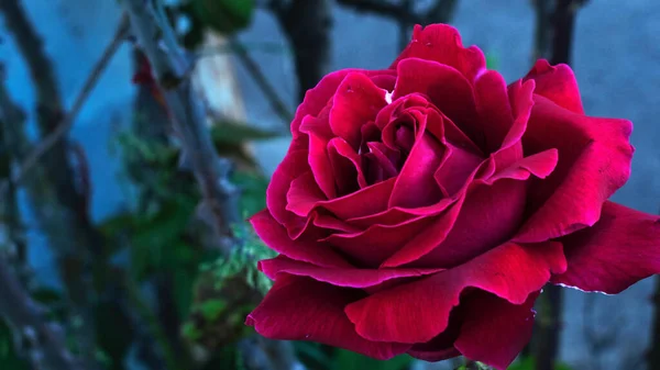 一朵红玫瑰在朦胧的背景下盛开在花园里 — 图库照片